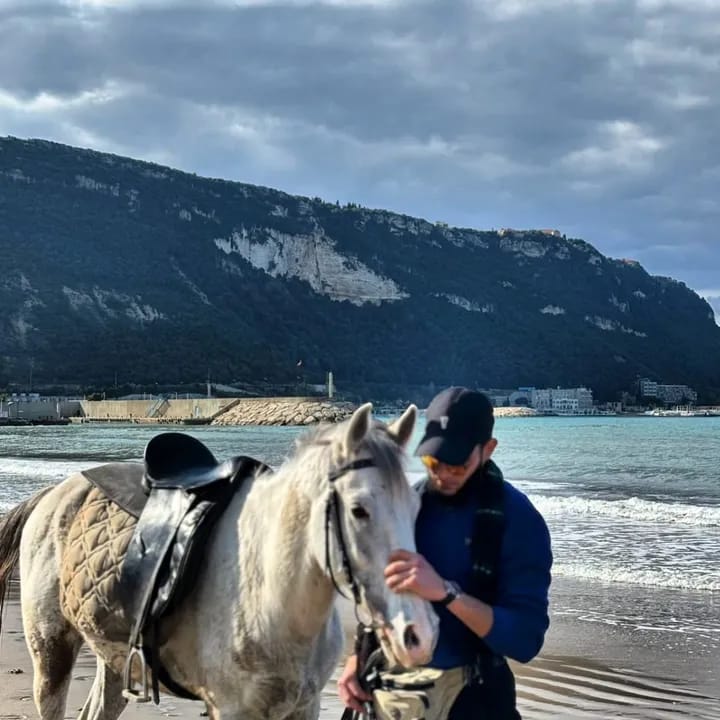 Horse in sunset