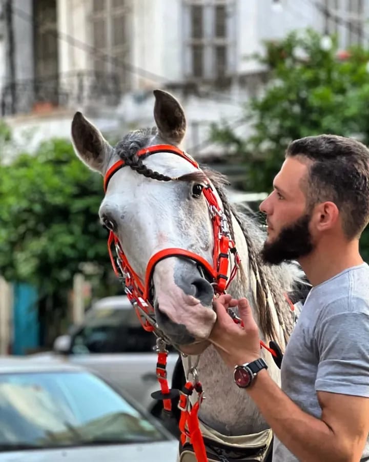 Horse 2